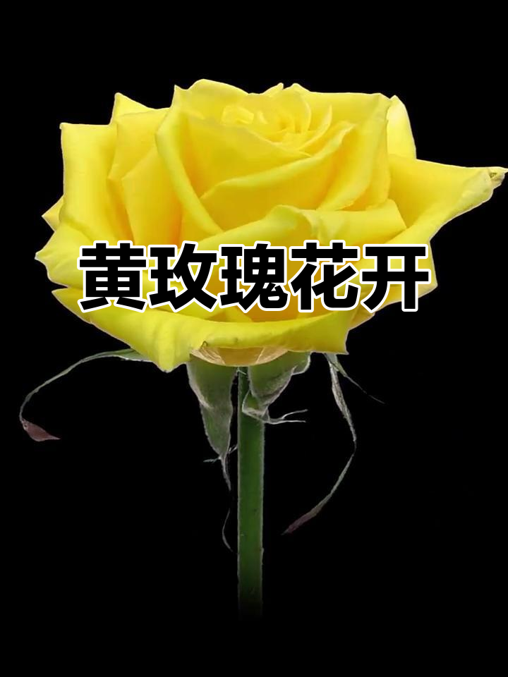 华体会网址-玫瑰盛开,芬芳扑鼻人人动容 第1张 华体会网址-玫瑰盛开,芬芳扑鼻人人动容 第1张