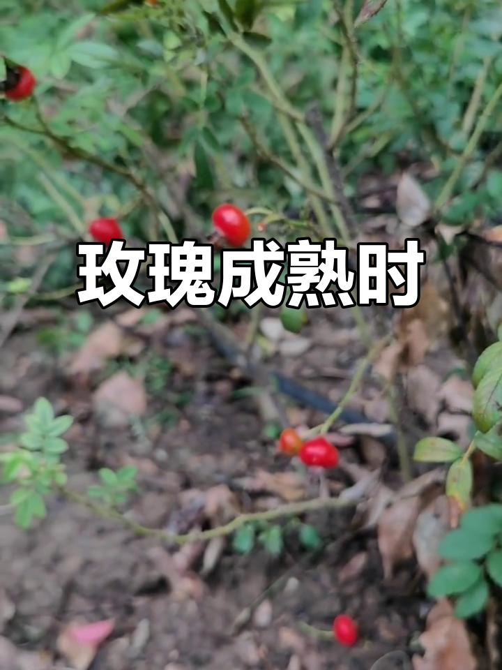 华体会网址-玫瑰盛开,芬芳扑鼻人人动容 第2张 华体会网址-玫瑰盛开,芬芳扑鼻人人动容 第2张