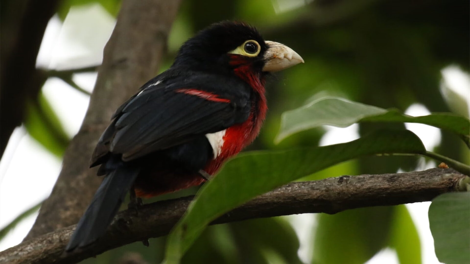 华体会-冠军基因的无声宣告,霍勒迪在独行侠对阵上海队的非典型战役中完成教科书级演绎 第2张 华体会-冠军基因的无声宣告,霍勒迪在独行侠对阵上海队的非典型战役中完成教科书级演绎 第2张